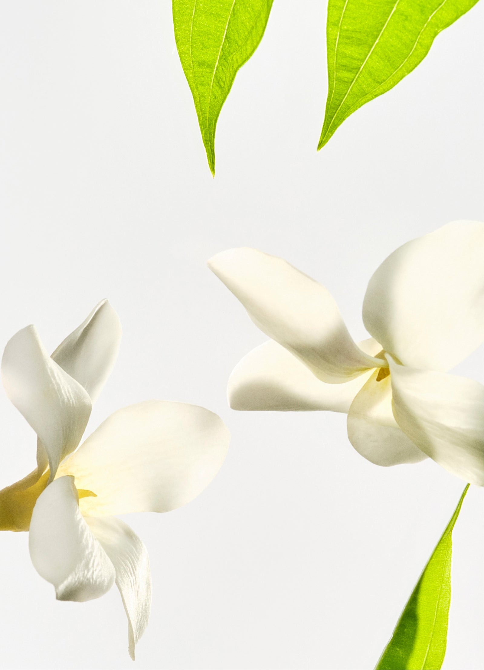 HYPOALLERGENIC FRAGRANCE